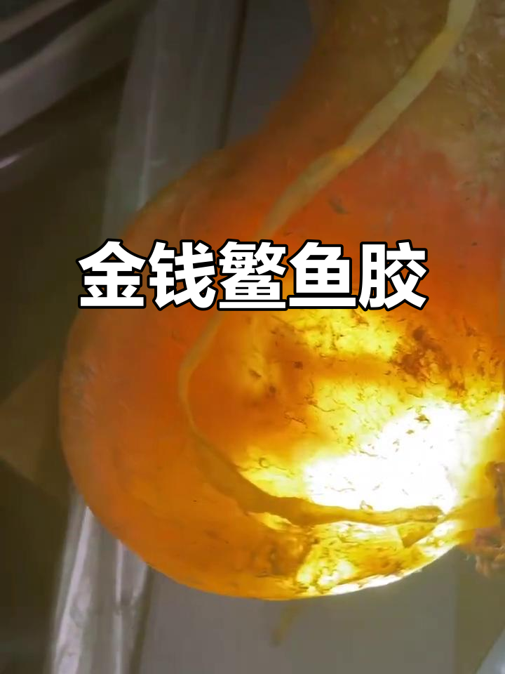 金钱鳘鱼胶，珍贵如金，547克大块震撼登场！