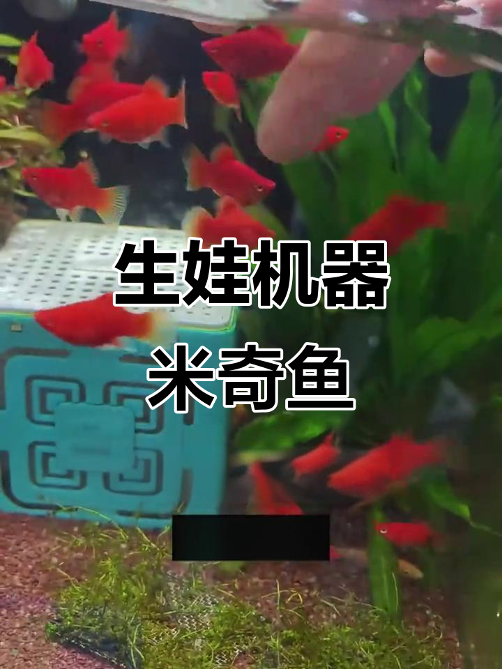 米奇鱼:超能生娃,每月一窝让你变养鱼达人