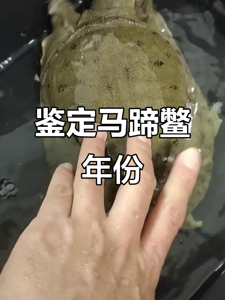 如何辨别马蹄鳖的年龄与大小,了解金鸡马蹄鞭的特征