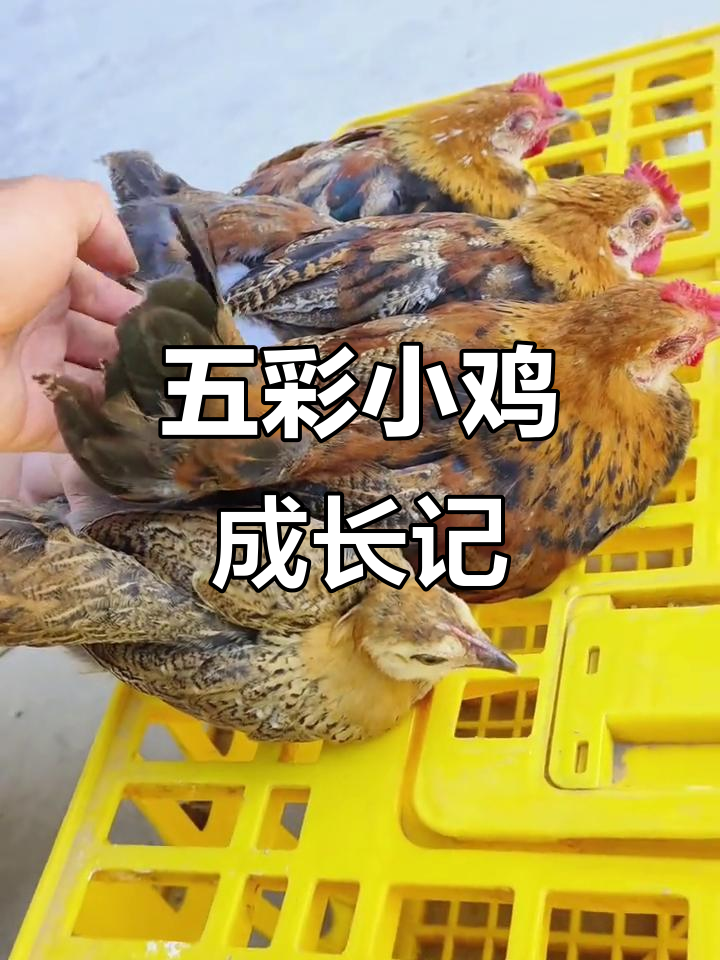 挑选了超美五彩小鸡,长大后必定惊艳!