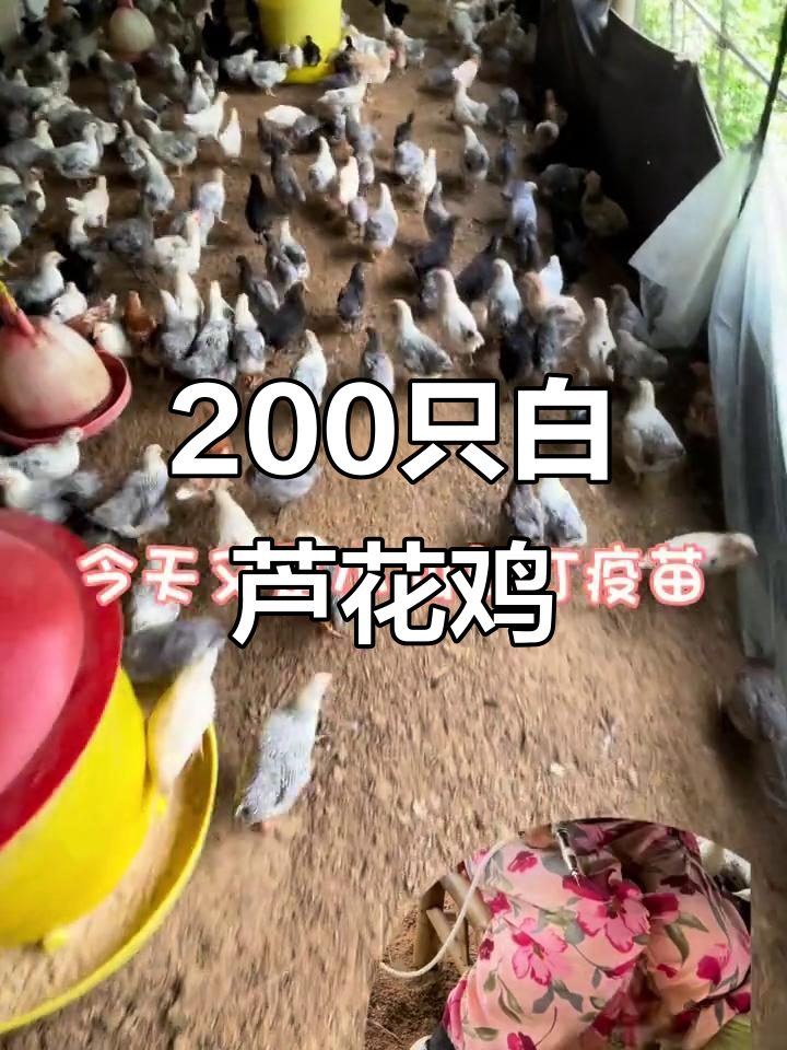 白芦花鸡苗数量翻倍,鱼鳞瓦灰鸡也来了