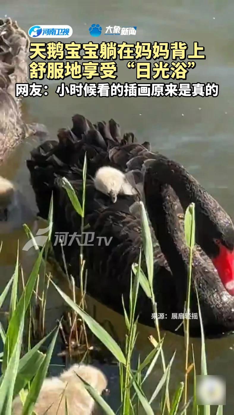 圆明园黑天鹅一家太温馨了 天鹅宝宝躺在妈妈背上舒服地享受“日光浴”网友:小时候看的插画原来