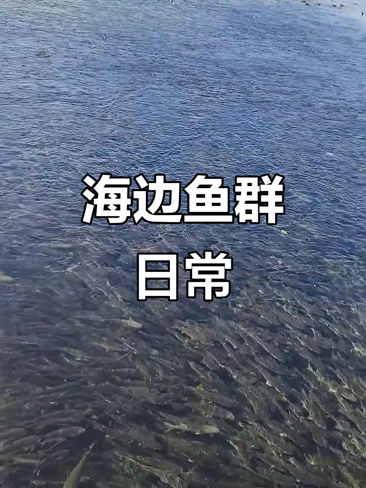 深圳湾公园海边随拍,鱼群与水景的完美融合