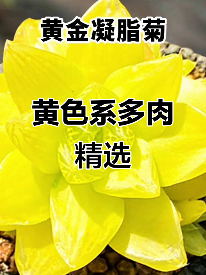 15种黄色系多肉植物，美丽又独特