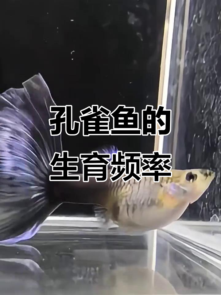 孔雀鱼多久能生一次?揭秘繁殖周期与关键因素