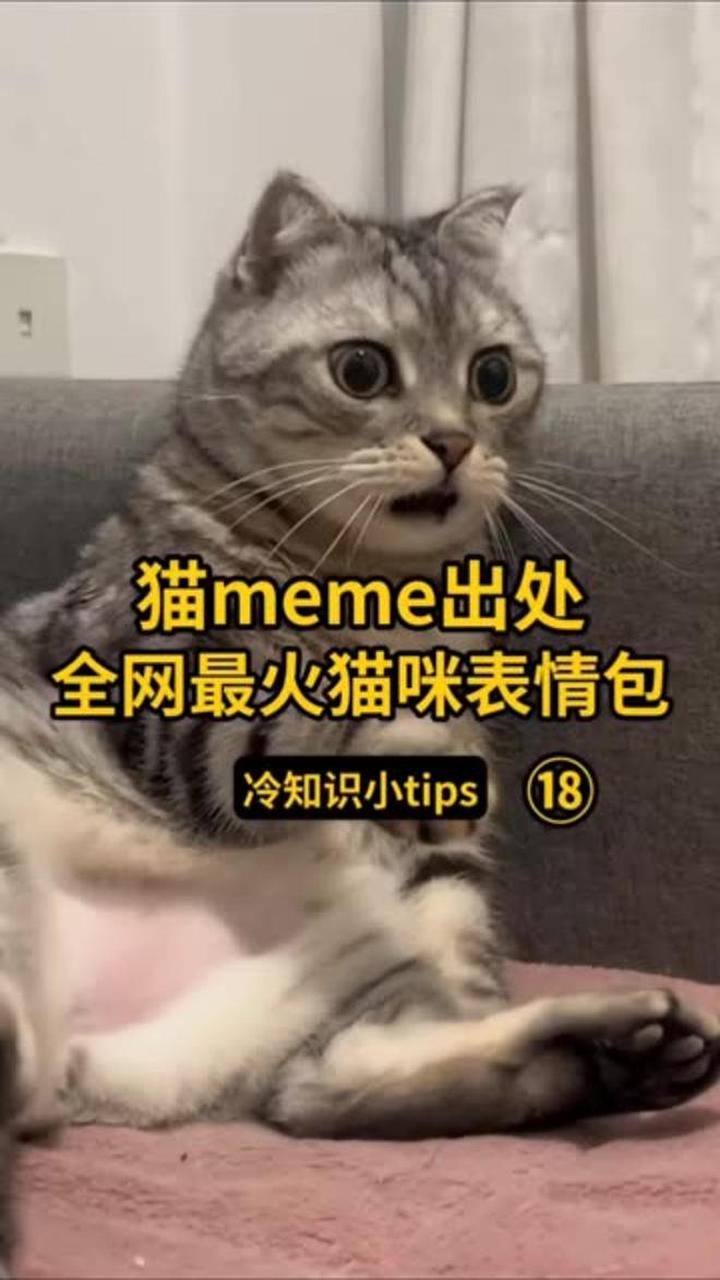 盘点全网最火猫meme表情包,出处都在哪?