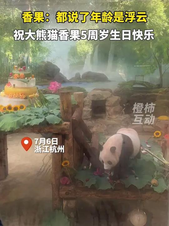 大熊猫香果:都说年龄是浮云!今天是香果五周岁生日 杭州动物园给香果妹妹过生日,五层冰特制蛋