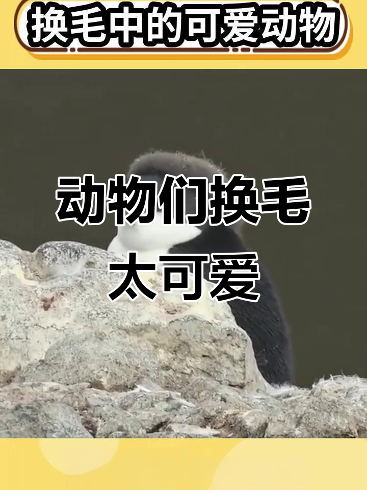 帝企鹅幼崽换毛萌态,北极狐雪中精灵般的蜕变