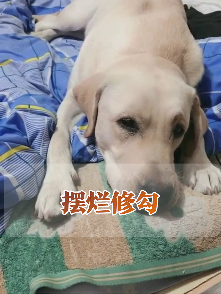 狗子版摸鱼现场:这表情像极了周一的我