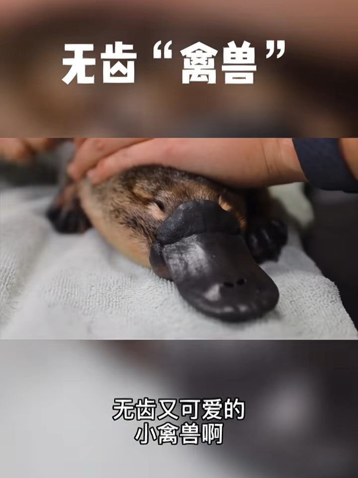 鸭嘴兽:一只可爱又奇怪的“小禽兽”