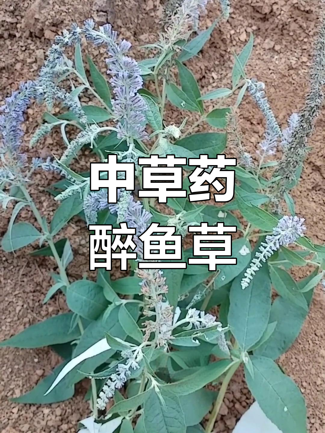 醉鱼草:夏秋季采收,药用价值高
