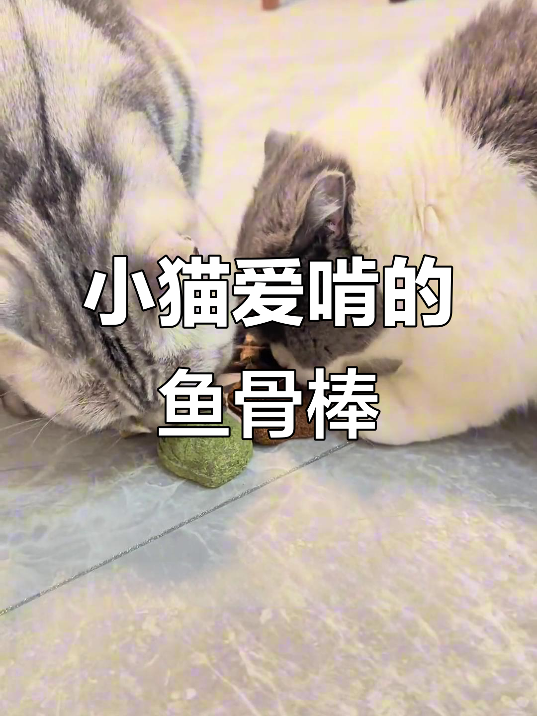 猫咪疯狂啃鱼骨头，磨牙又好玩！