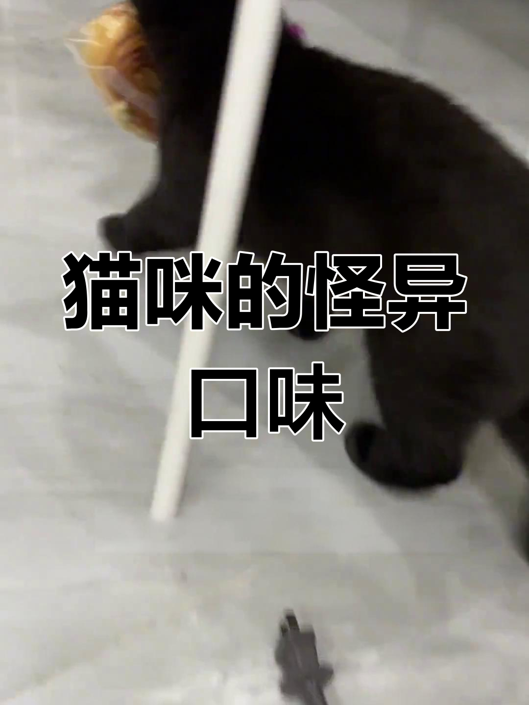 猫咪竟然爱吃面包,咬着就跑,还发出奇怪的声音逗我笑!
