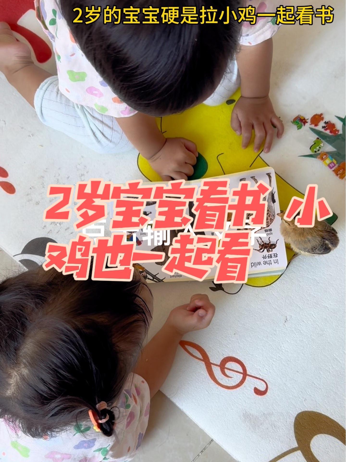 自己都说话说不明白,硬是要给鸡上课呀 萌娃和萌宠 小鸡仔 萌萌哒饲养员 这两块五一只的小鸡