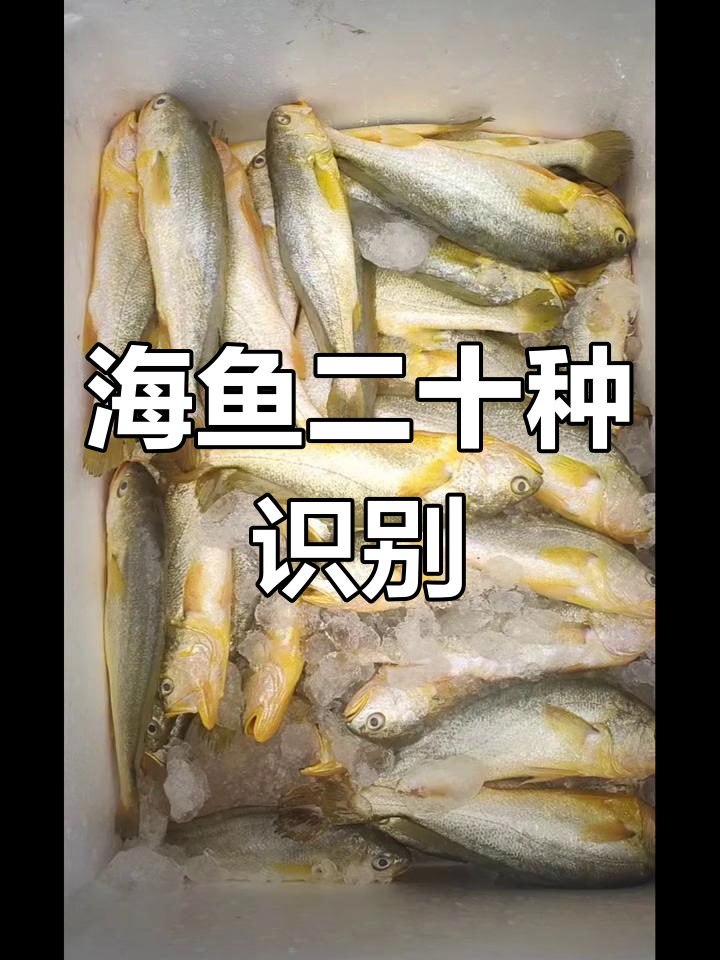 20种常见海鱼大揭秘,轻松学会辨别