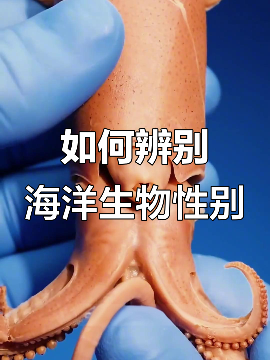 分辨海洋生物性别，章鱼、海马和鱿鱼的技巧大揭秘