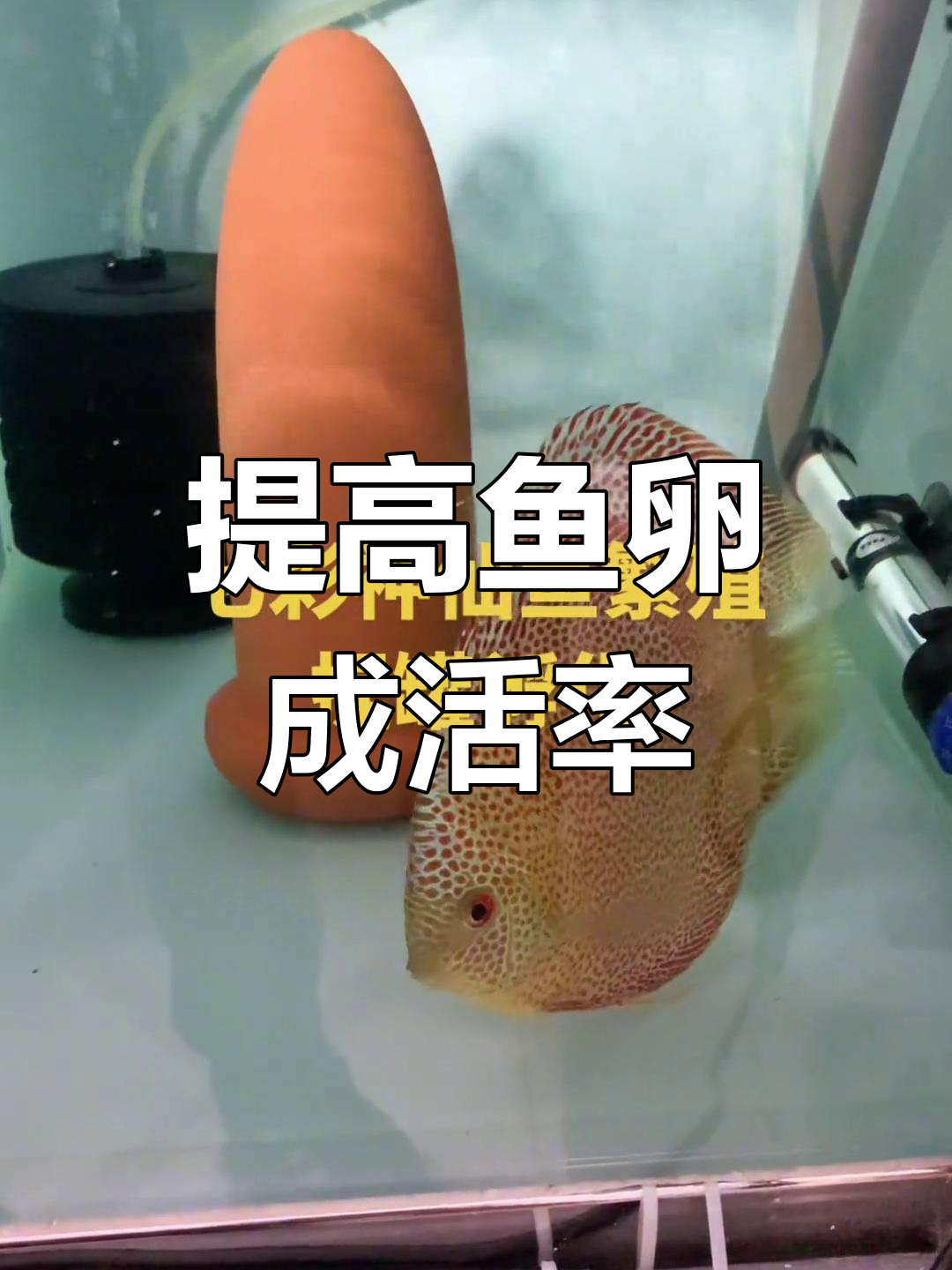 七彩神仙鱼卵提罐孵化技巧