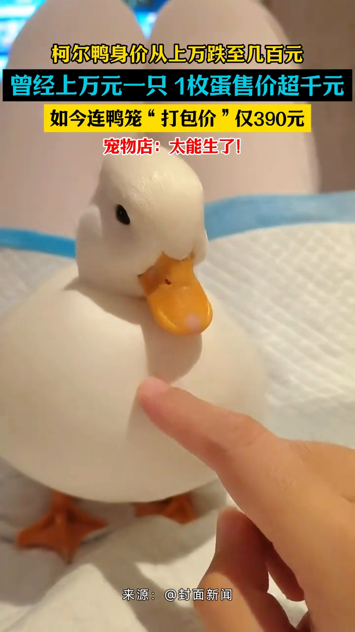 柯尔鸭身价从上万跌至几百元,宠物店:太能生了!