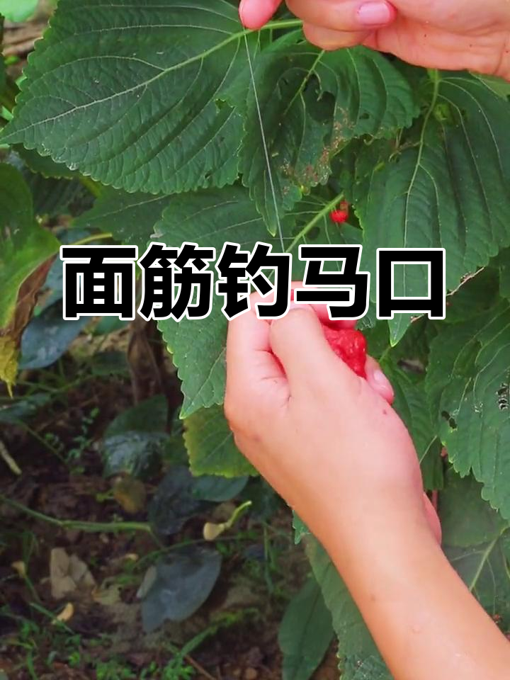 溪流钓马口鱼必备饵料,面筋制作技巧大揭秘