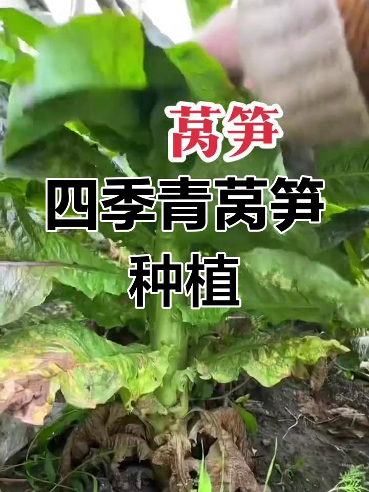 四季青莴笋种植指南,阳台小院也能轻松种