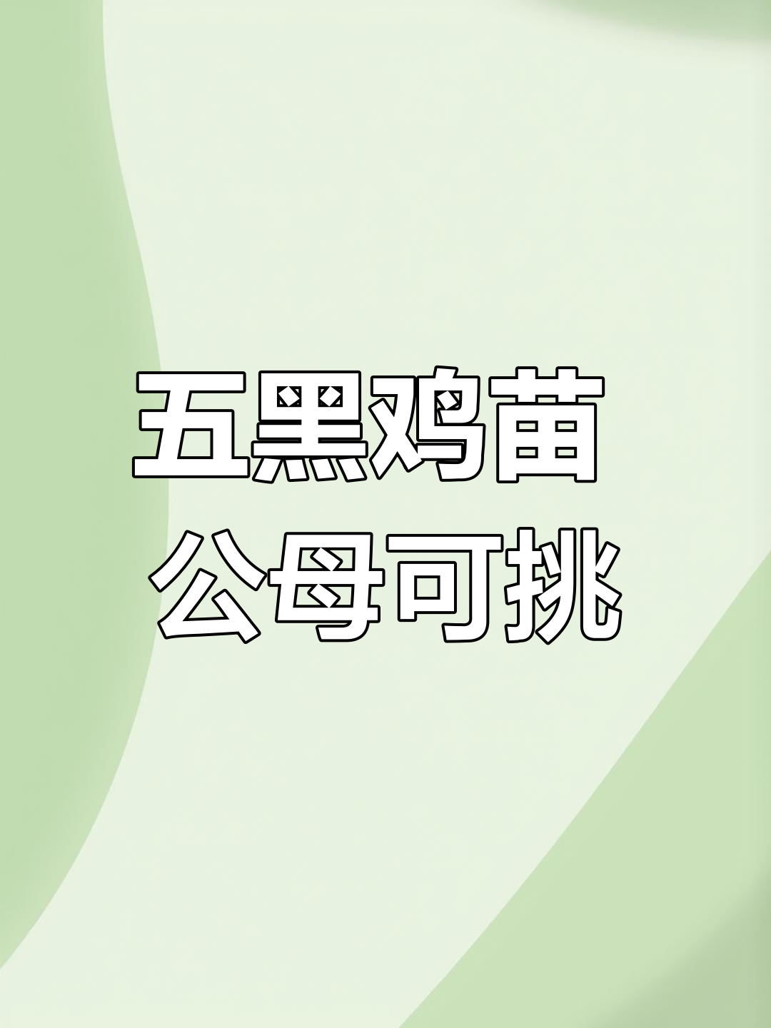 五黑绿壳蛋鸡苗,公母可选,疫苗齐全