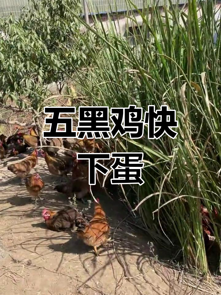 母鸡下蛋倒计时,一千多只五黑鸡即将开始产蛋
