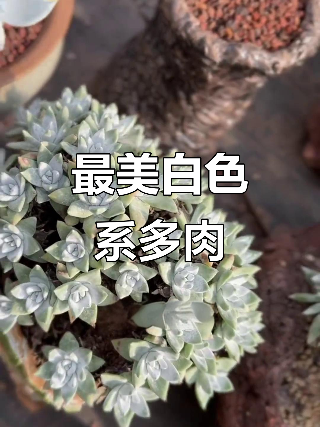 10种必看白色多肉植物，美丽又独特
