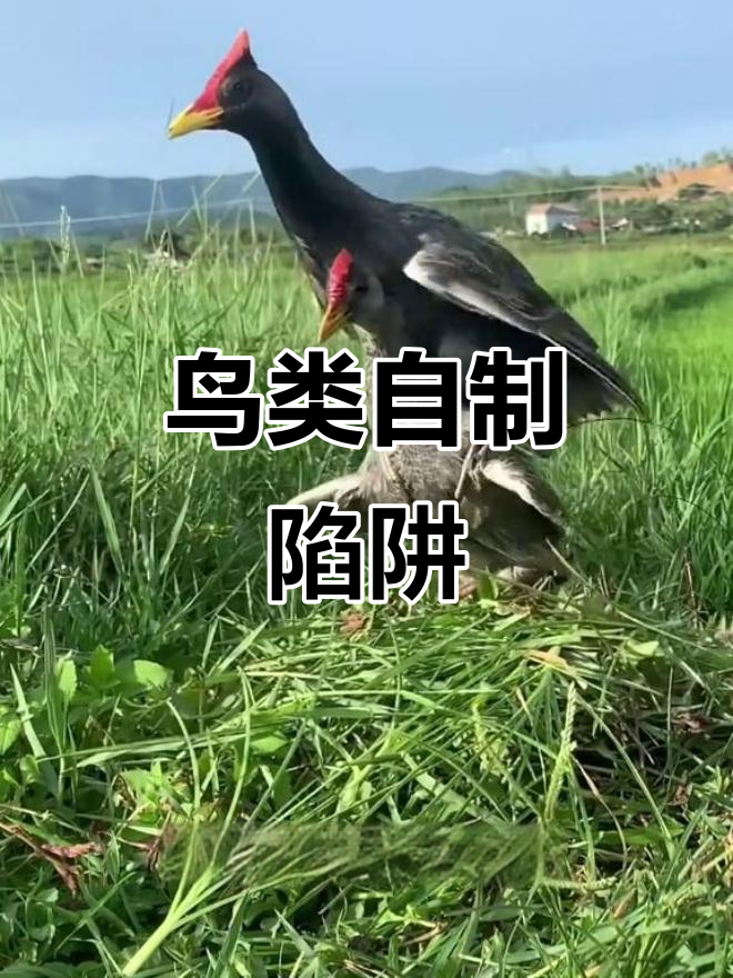 鸟类中的“叛徒”竟帮老哥抓捕同类,模型太神奇了