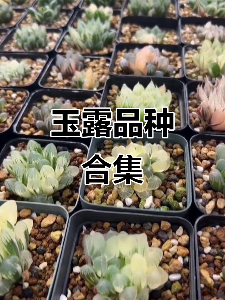 玉露品种大揭秘,看看这些神仙颜值的多肉植物你认识吗?