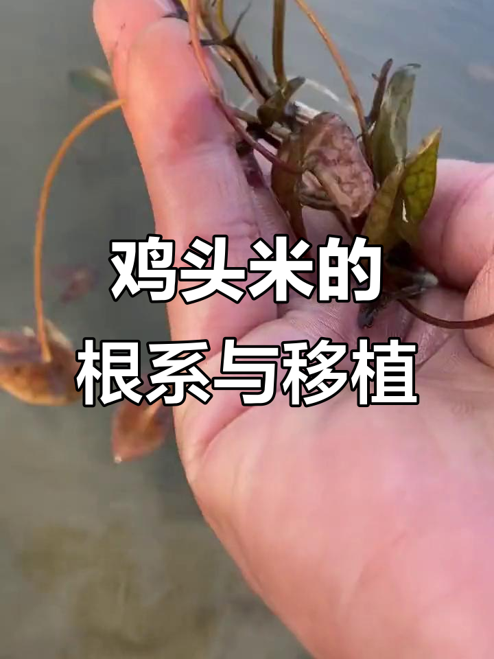 鸡头米根系揭秘:从苗子到移栽全过程
