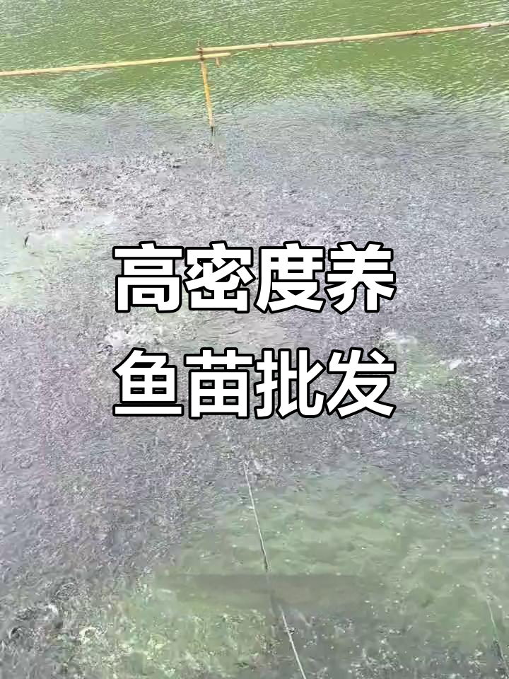 鱼苗批发基地建设,如何提高高密度养殖效率?