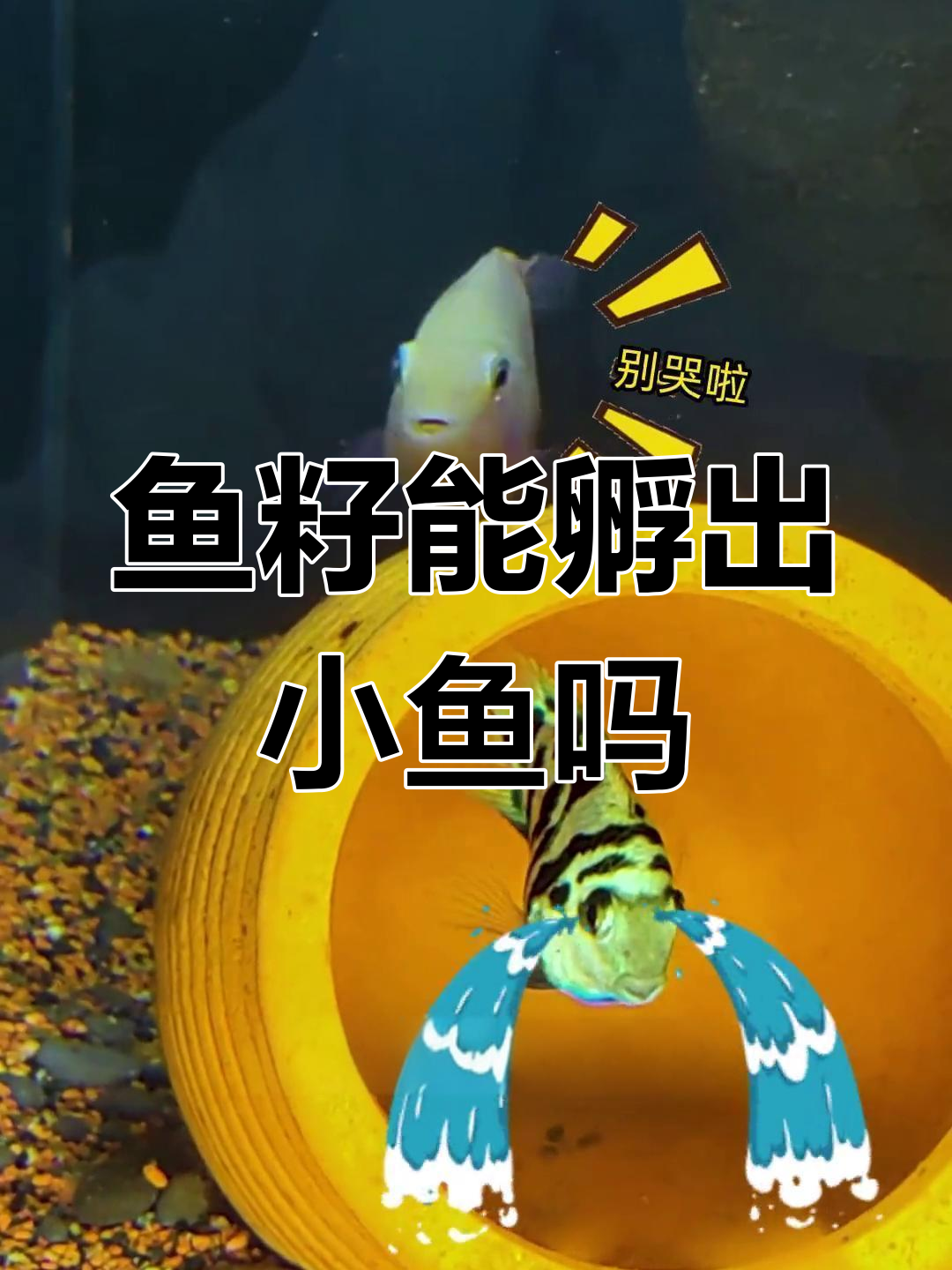 鱼籽孵化全过程揭秘