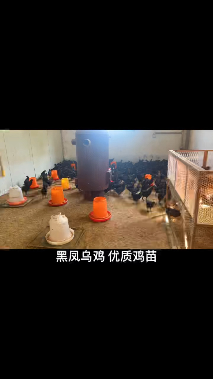 黑凤乌鸡 绿壳鸡蛋 营养丰富