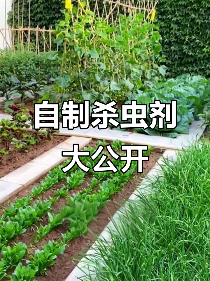 6种家庭自制杀虫剂,阳台菜园必备小技巧
