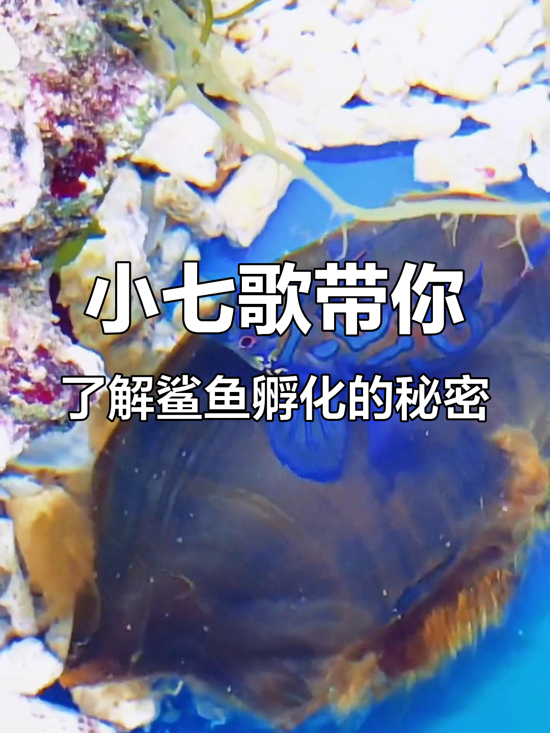 鲨鱼卵孵化过程揭秘:小青蛙守护蛋白虫,三个月才能出生