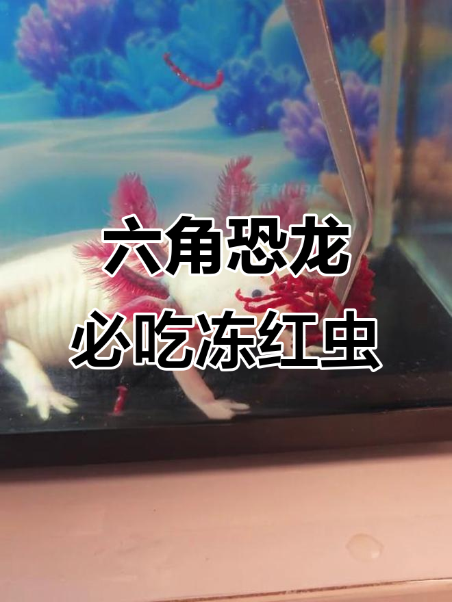 六角恐龙吃什么最健康?冻红虫是最佳选择