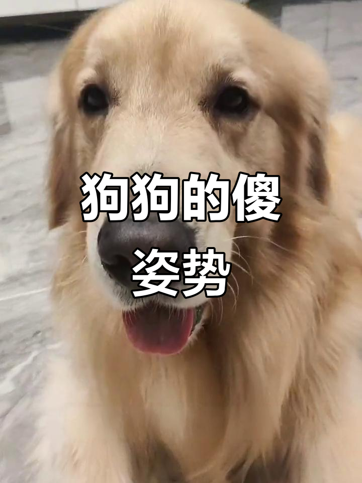 小狗板鸭趴,放松又可爱