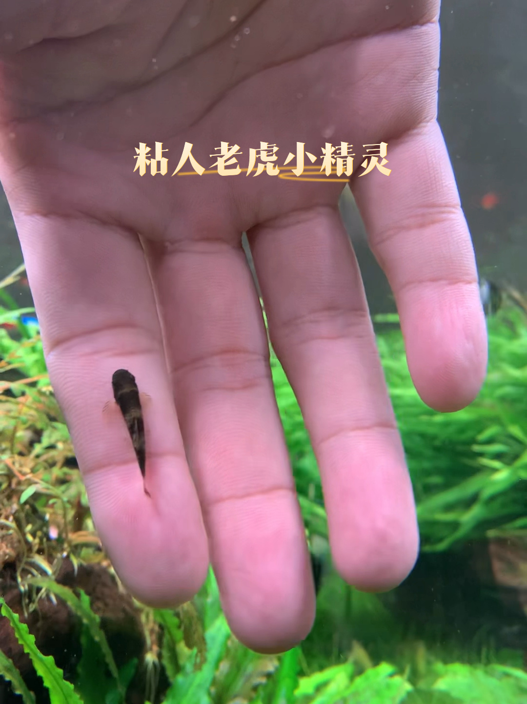 老虎小精灵鱼