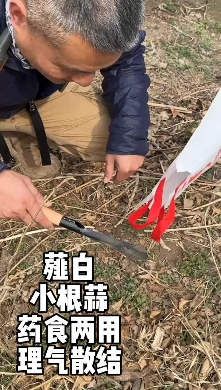 爬山顺便挖野菜之薤白,别名小根蒜,小蒜,小独蒜,野蒜。理气,通阳,散结,药食两用 野外生存