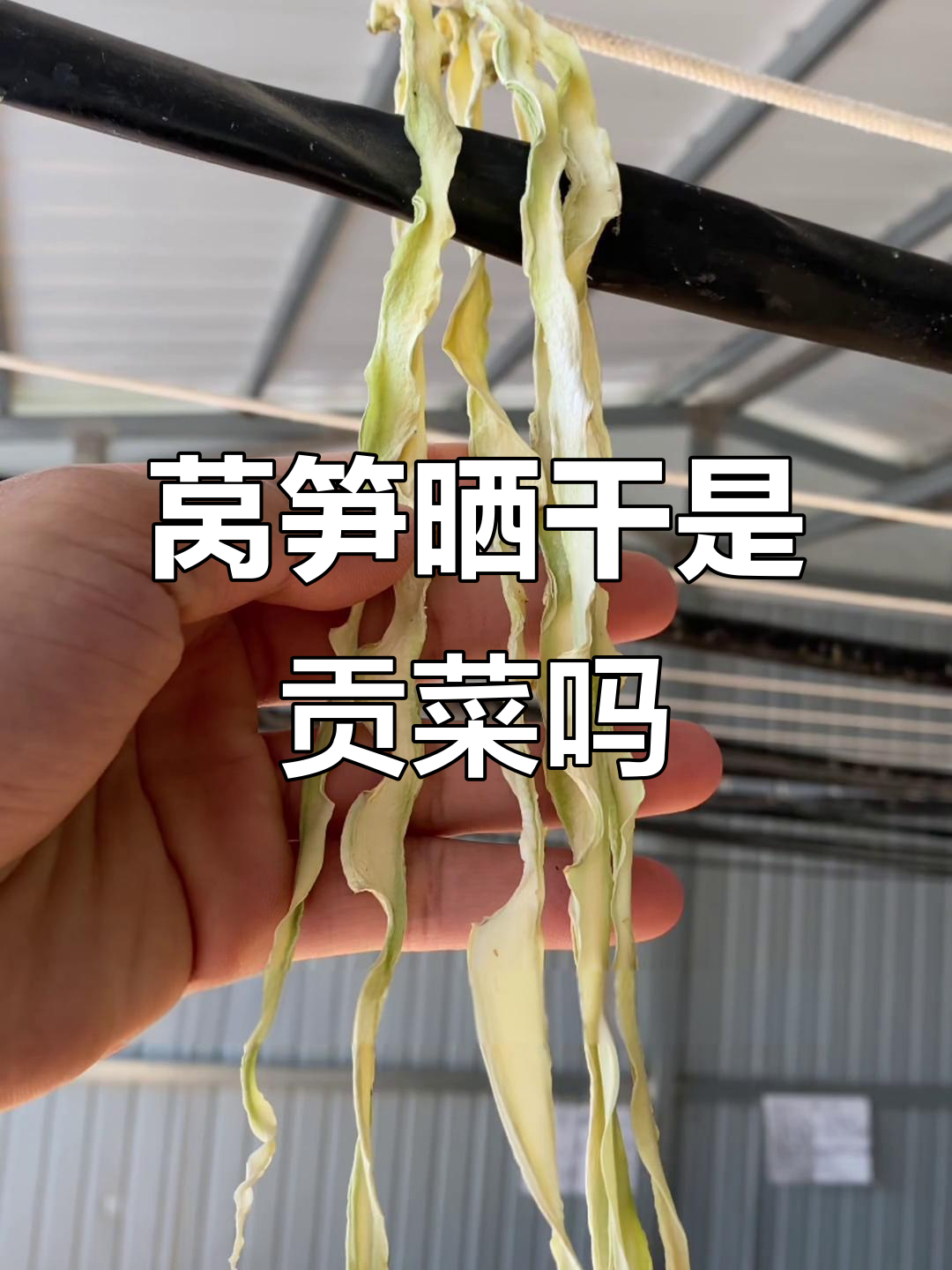 莴笋晒干能变贡菜？三天实验结果揭晓