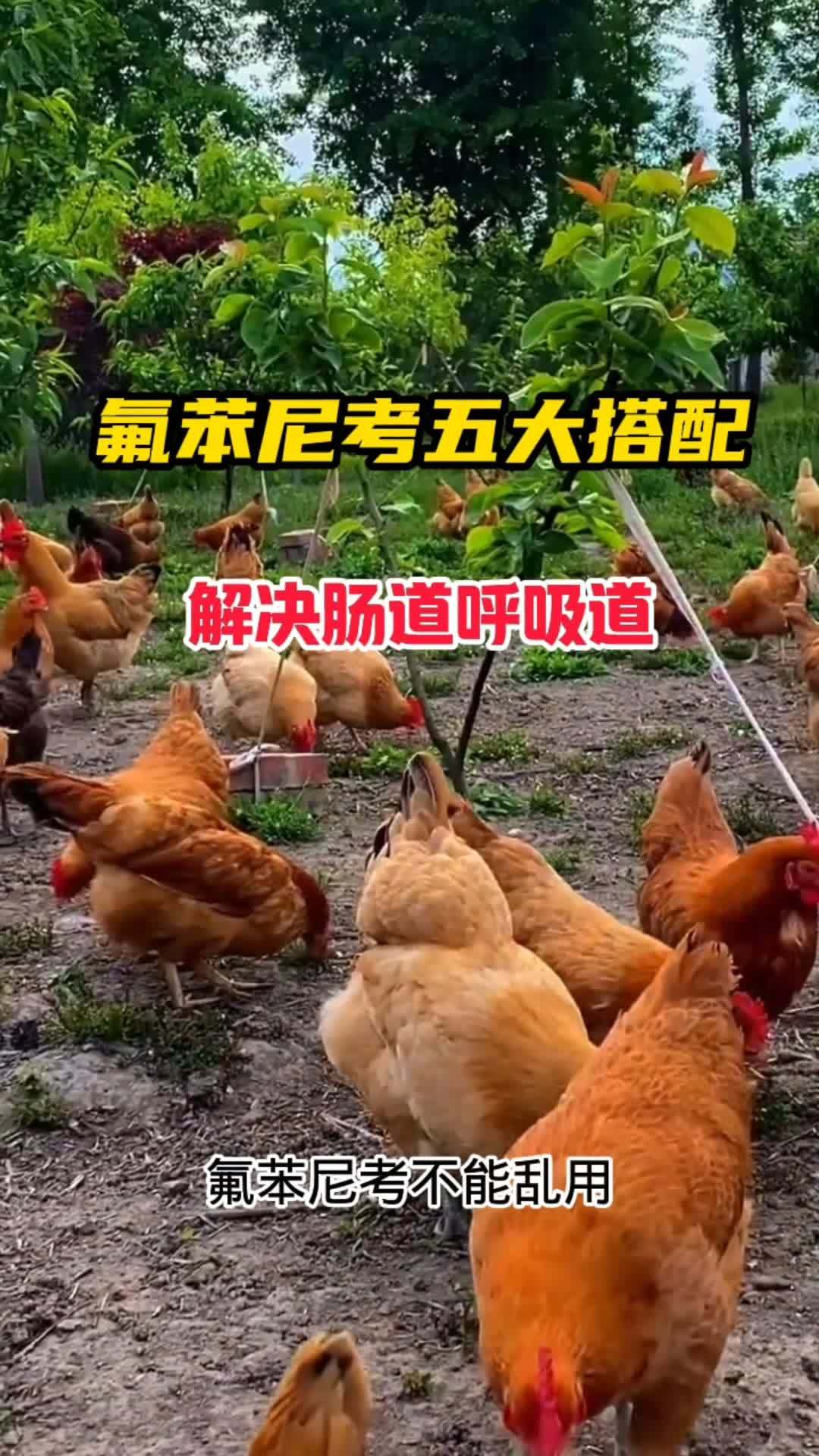 养鸡 生态散养土鸡 抖音养鸡人 农村散养土鸡