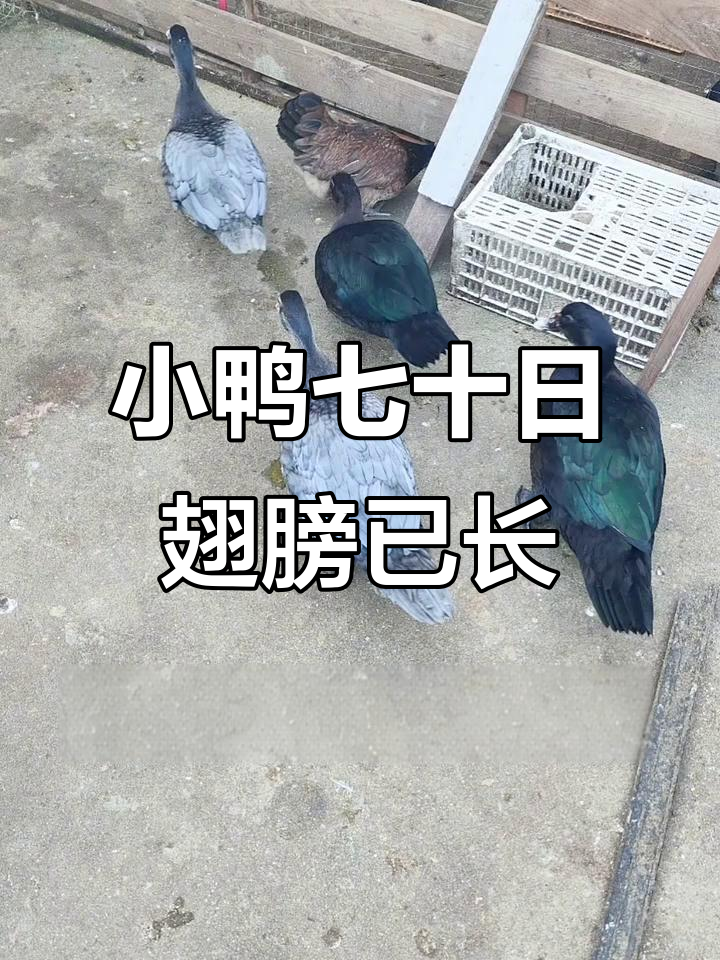 70天小鸭成长记:母鸡与妈宝鸭的温馨日常