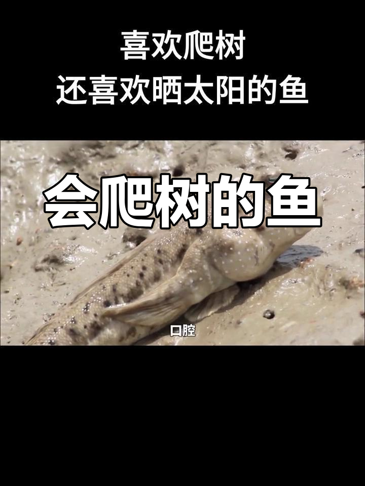 能在树上晒太阳的神奇鱼类