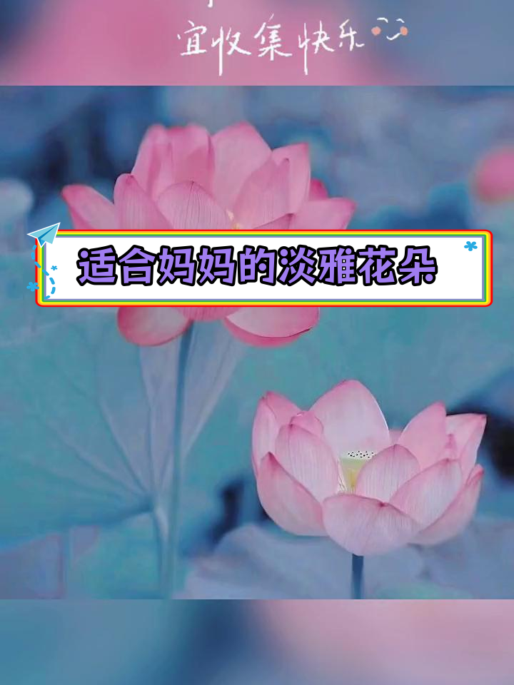 清新荷花与玫瑰,优雅妈妈头像