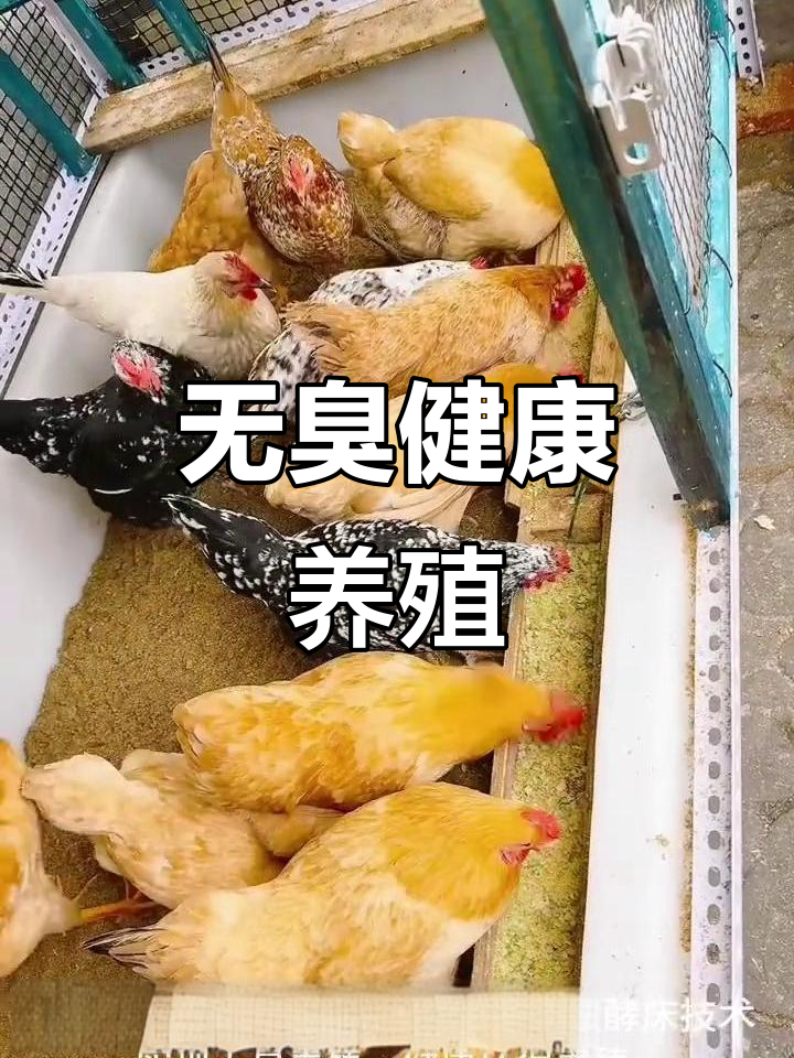 阳台楼顶养鸡,发酵床技术让养殖更环保无臭