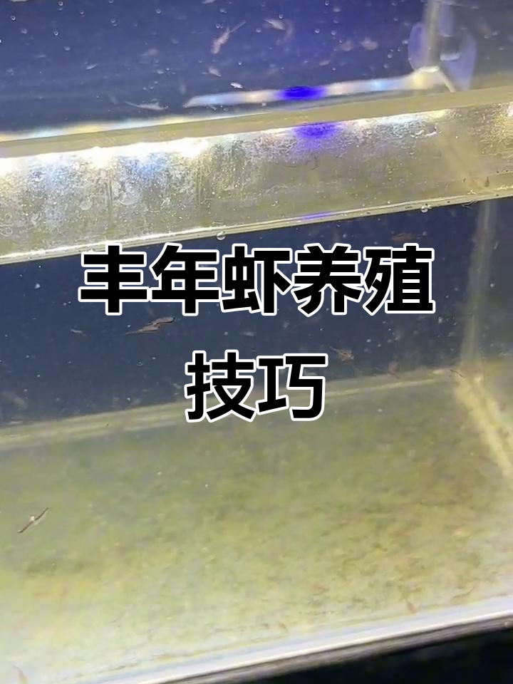 丰年虾养殖秘诀,盐水环境让细菌更少