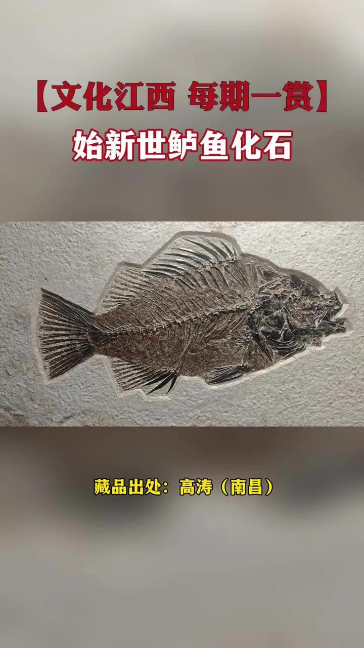 【文化江西 每期一赏】始新世鲈鱼化石文化江西每期一赏】