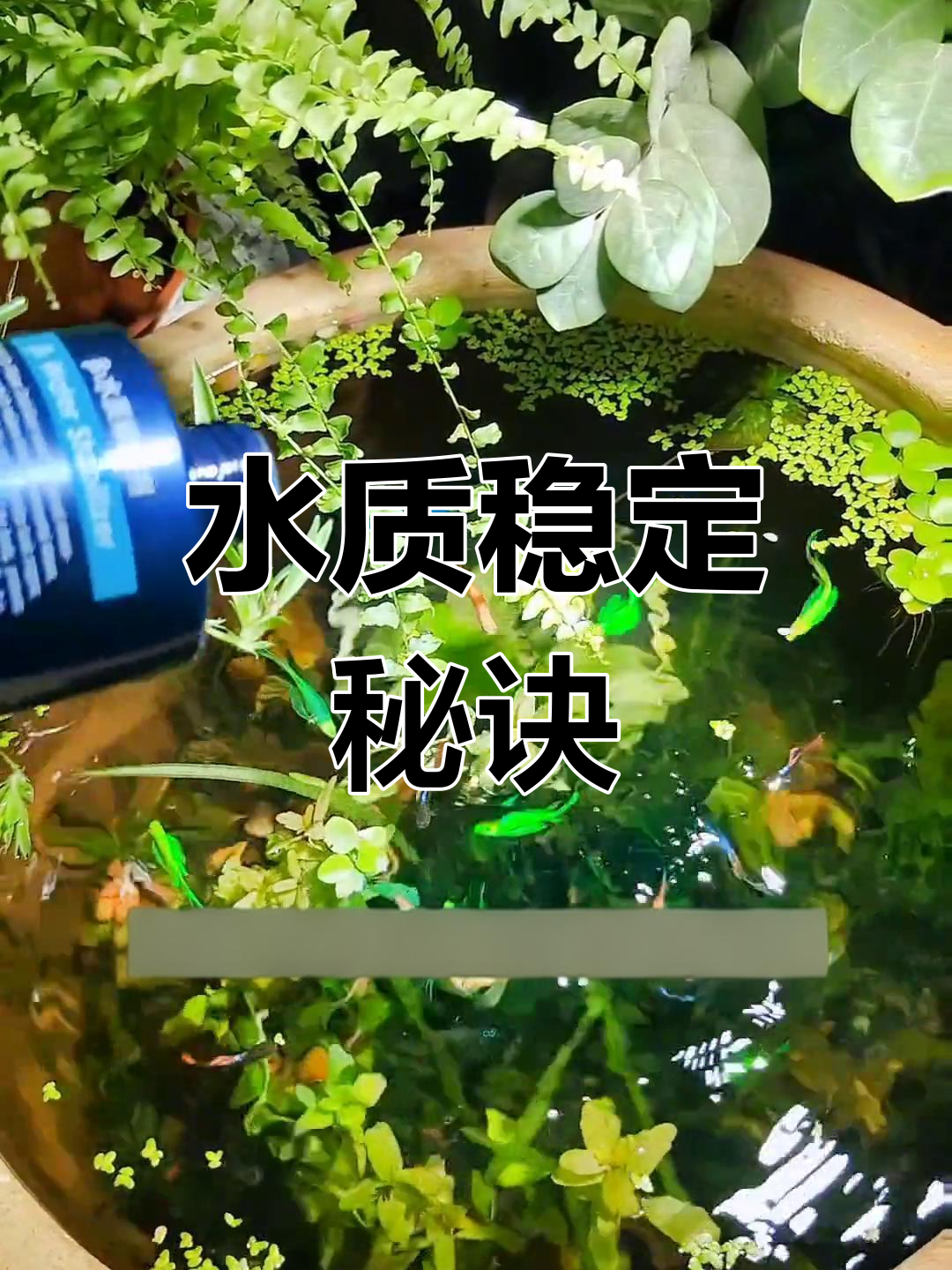 换水后记得加硝化菌,水质稳定鱼才健康