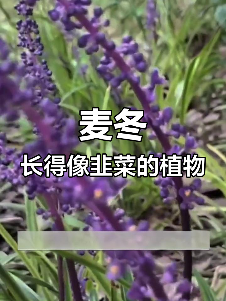 像韭菜一样的麦冬,竟然有这么多用途!