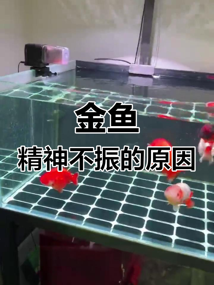 金鱼状态不佳,可能是寄生虫作祟,感谢大家反馈!
